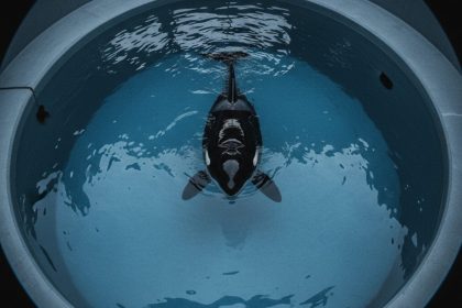 Keiko, a orca de 'Free Willy', em cativeiro.