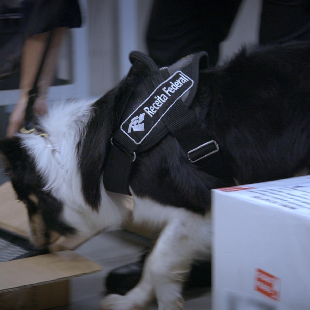 Aeroporto Área Restrita: 5 casos da 7ª temporada