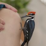 EMS lança BengPro com campanha que destaca nova fase de Benguê