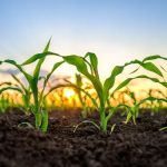 Make ID assina campanha de portfólio da Mosaic Fertilizantes