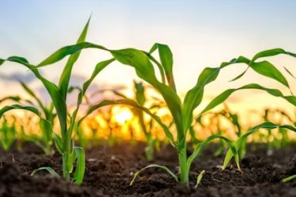 Make ID assina campanha de portfólio da Mosaic Fertilizantes