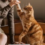 Perigot expande atuação e leva cuidado de pet shop para casa