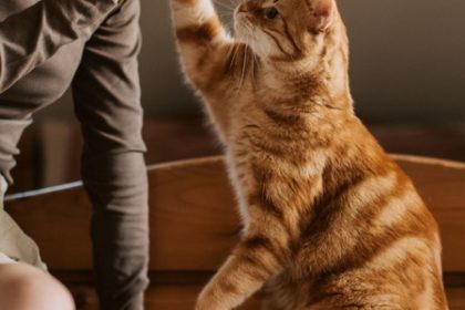 Perigot expande atuação e leva cuidado de pet shop para casa