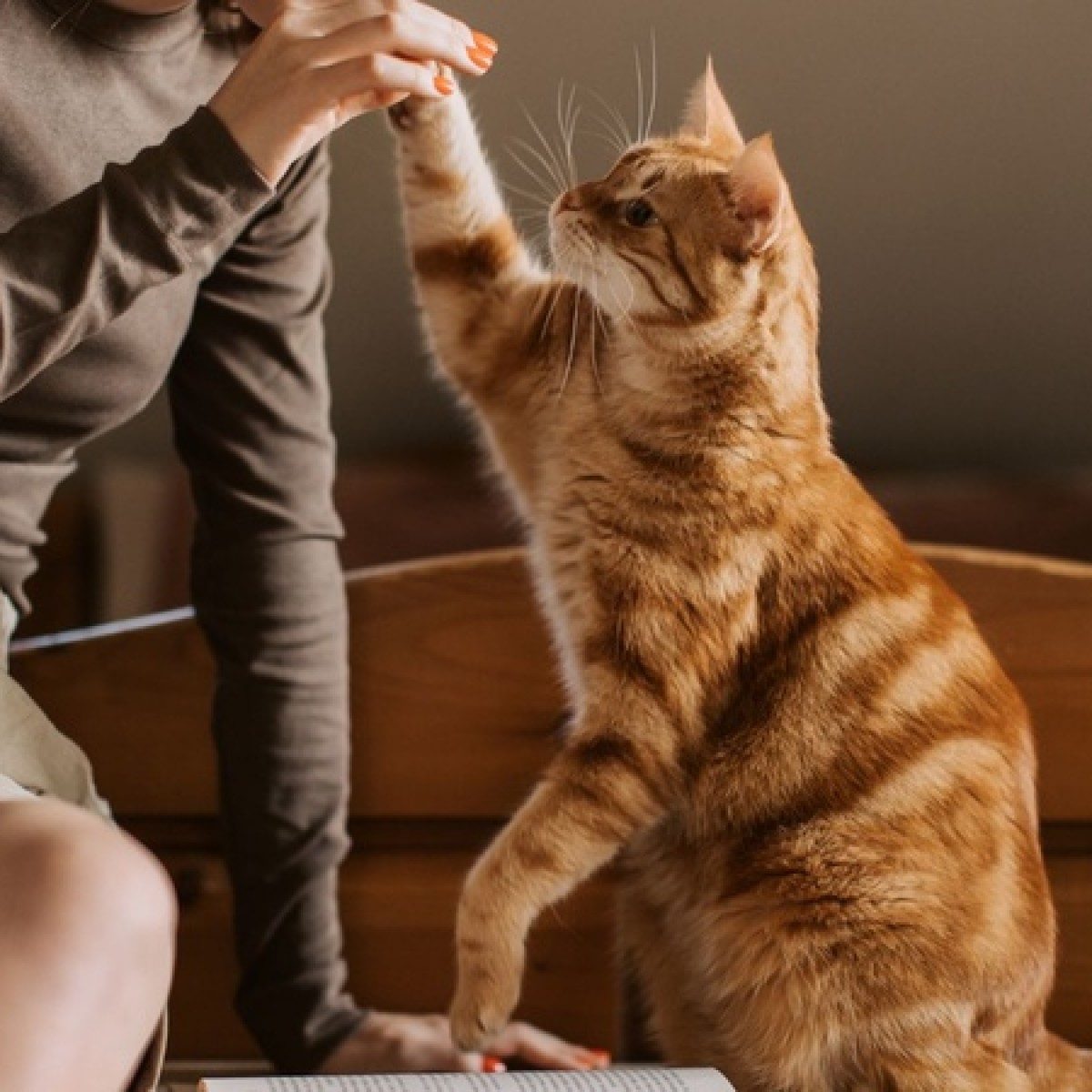 Perigot expande atuação e leva cuidado de pet shop para casa