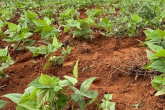 Batata-doce biofortificada impulsiona famílias no Jequitinhonha