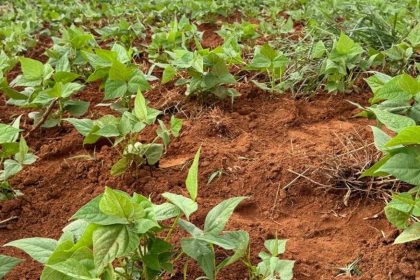 Batata-doce biofortificada impulsiona famílias no Jequitinhonha