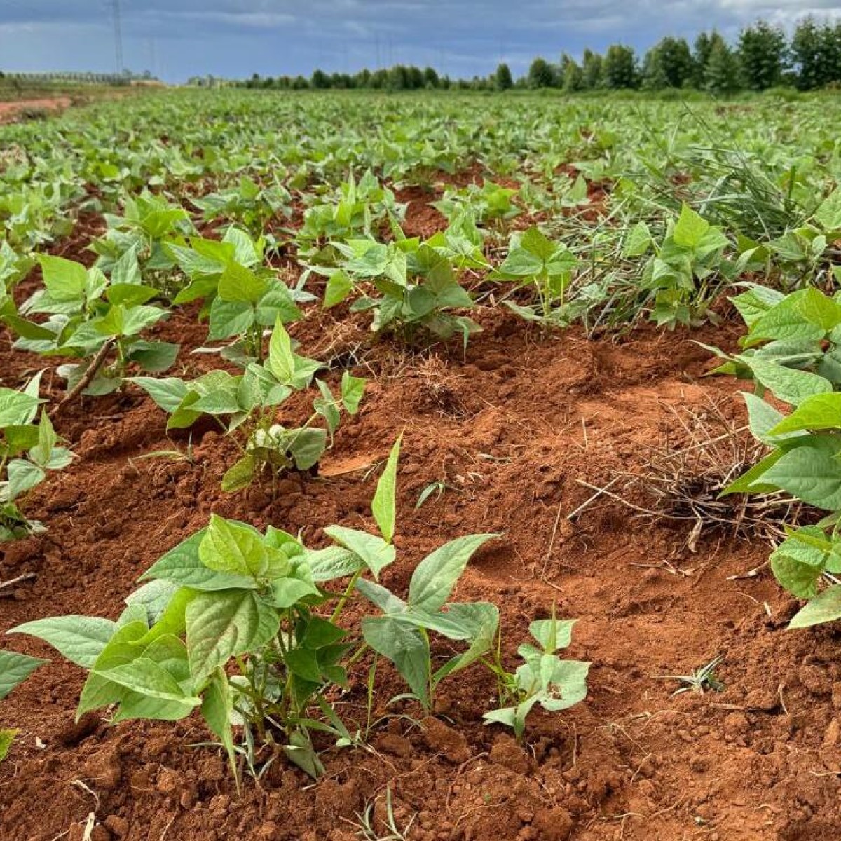 Batata-doce biofortificada impulsiona famílias no Jequitinhonha