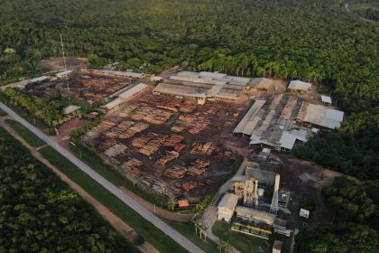 Estudo inédito comprova eficácia das concessões florestais