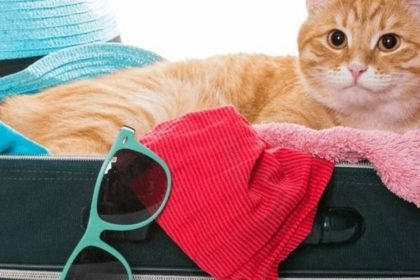 Férias com pets: como planejar a viagem de fim de ano?