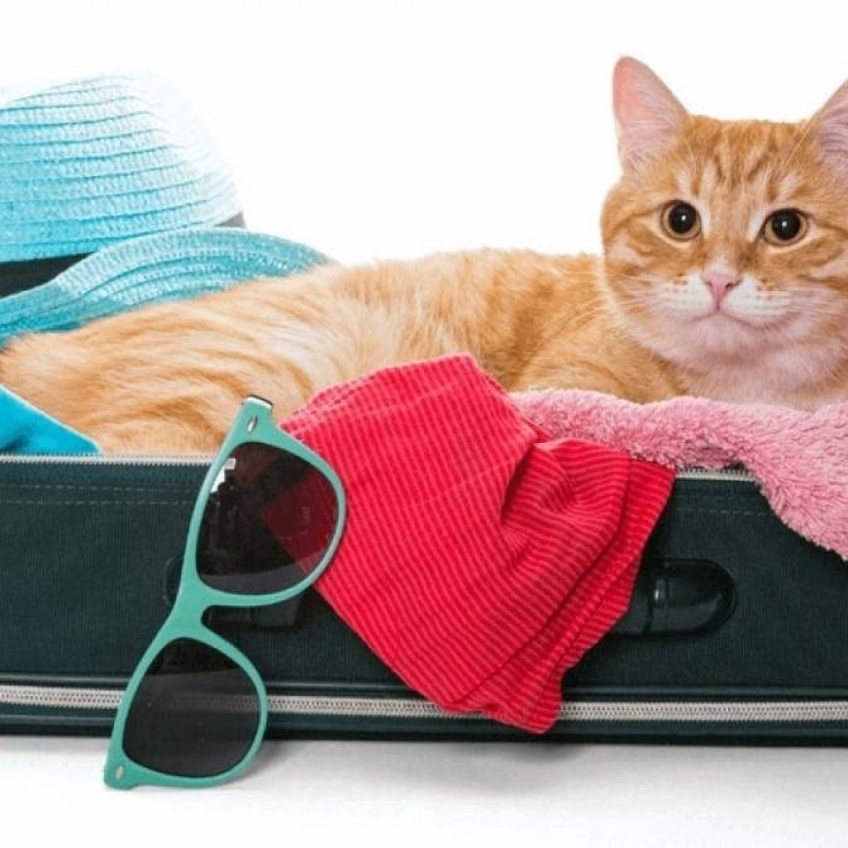 Férias com pets: como planejar a viagem de fim de ano?