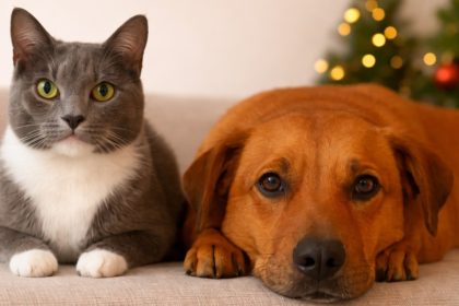 Fim de ano: mudança na rotina aumenta ansiedade em pets