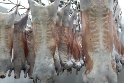 Frigorífico VPJ obtém certificação Halal para abate de cordeiro