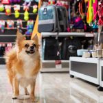 Mercado pet: como se destacar em um setor competitivo