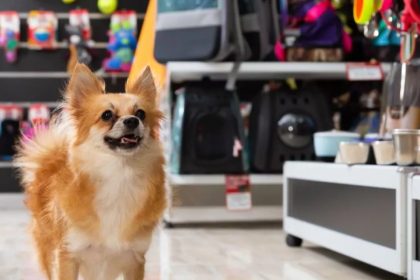 Mercado pet: como se destacar em um setor competitivo