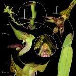 Orquídea inédita é descoberta no litoral do Paraná