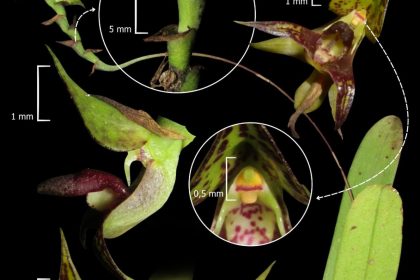 Orquídea inédita é descoberta no litoral do Paraná