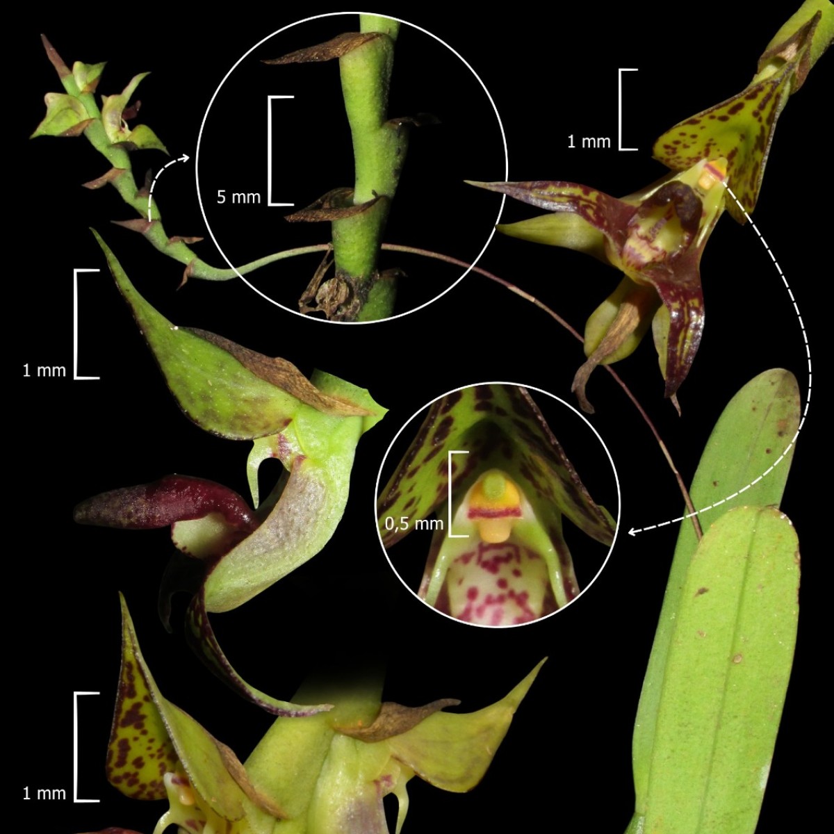 Orquídea inédita é descoberta no litoral do Paraná