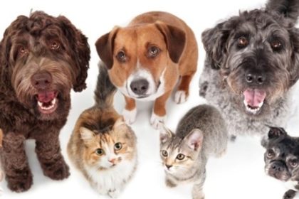 Pesquisa revela: 80% dos abandonos de animais ocorrem em áreas urbanas