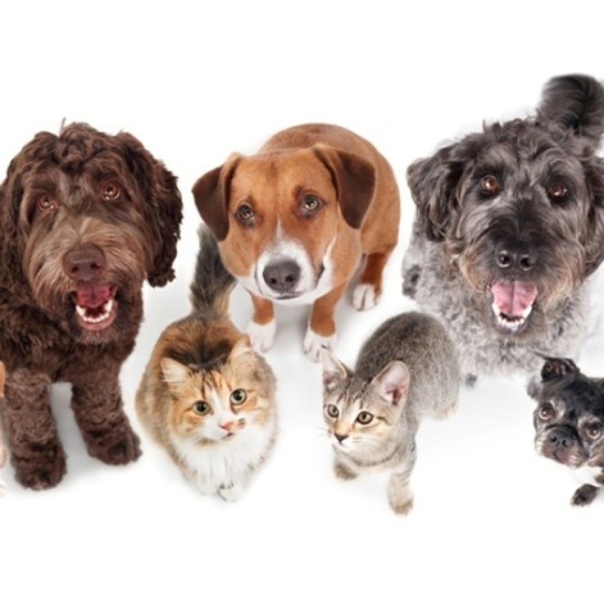 Pesquisa revela: 80% dos abandonos de animais ocorrem em áreas urbanas