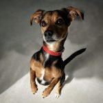 Pituco: Supercão brasileiro vira herói em livro e HQ