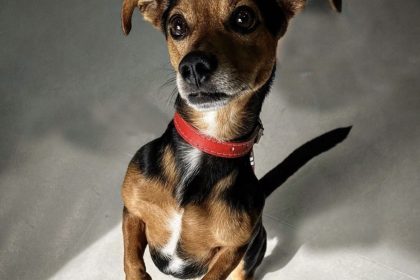 Pituco: Supercão brasileiro vira herói em livro e HQ