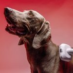 Dicas de limpeza para quem tem pet: rotina facilitada