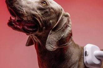 Dicas de limpeza para quem tem pet: rotina facilitada