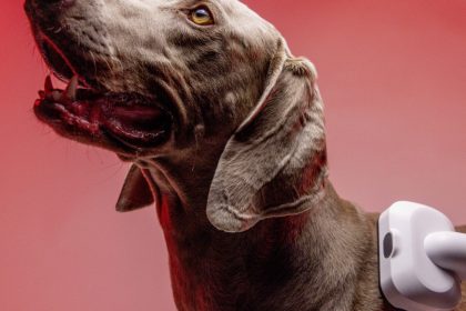 Dicas de limpeza para quem tem pet: rotina facilitada