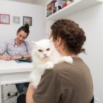 Férias com pets: cuidados para evitar estresse e riscos