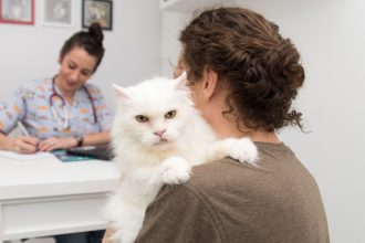 Férias com pets: cuidados para evitar estresse e riscos