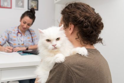 Férias com pets: cuidados para evitar estresse e riscos