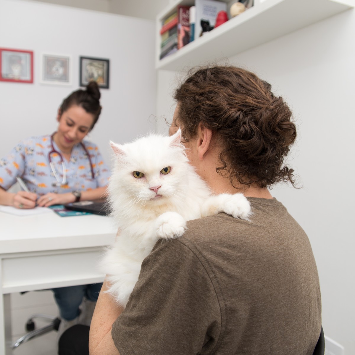 Férias com pets: cuidados para evitar estresse e riscos