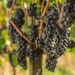 Safra da uva no RS deve atingir 900 milhões de quilos