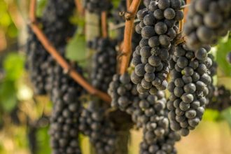 Safra da uva no RS deve atingir 900 milhões de quilos