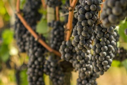 Safra da uva no RS deve atingir 900 milhões de quilos