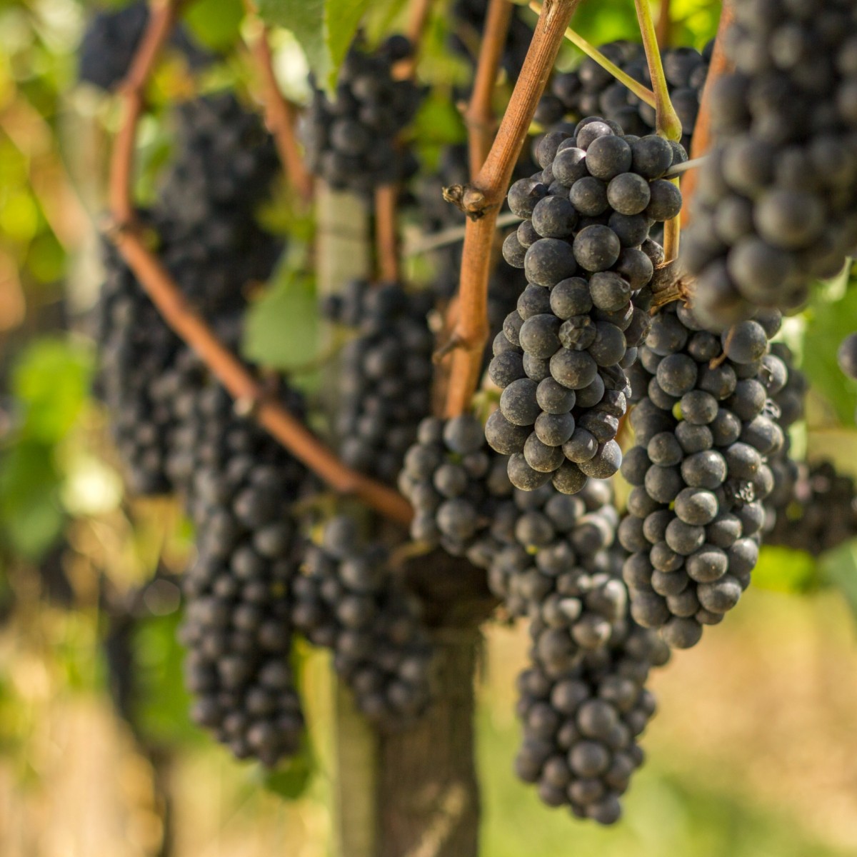 Safra da uva no RS deve atingir 900 milhões de quilos