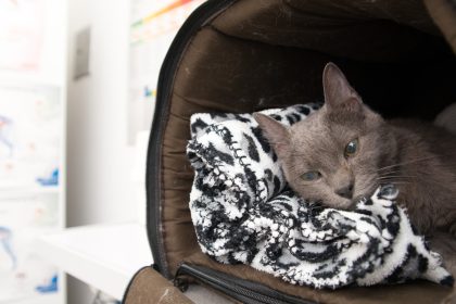 Saúde mental de pets: como identificar e tratar problemas emocionais