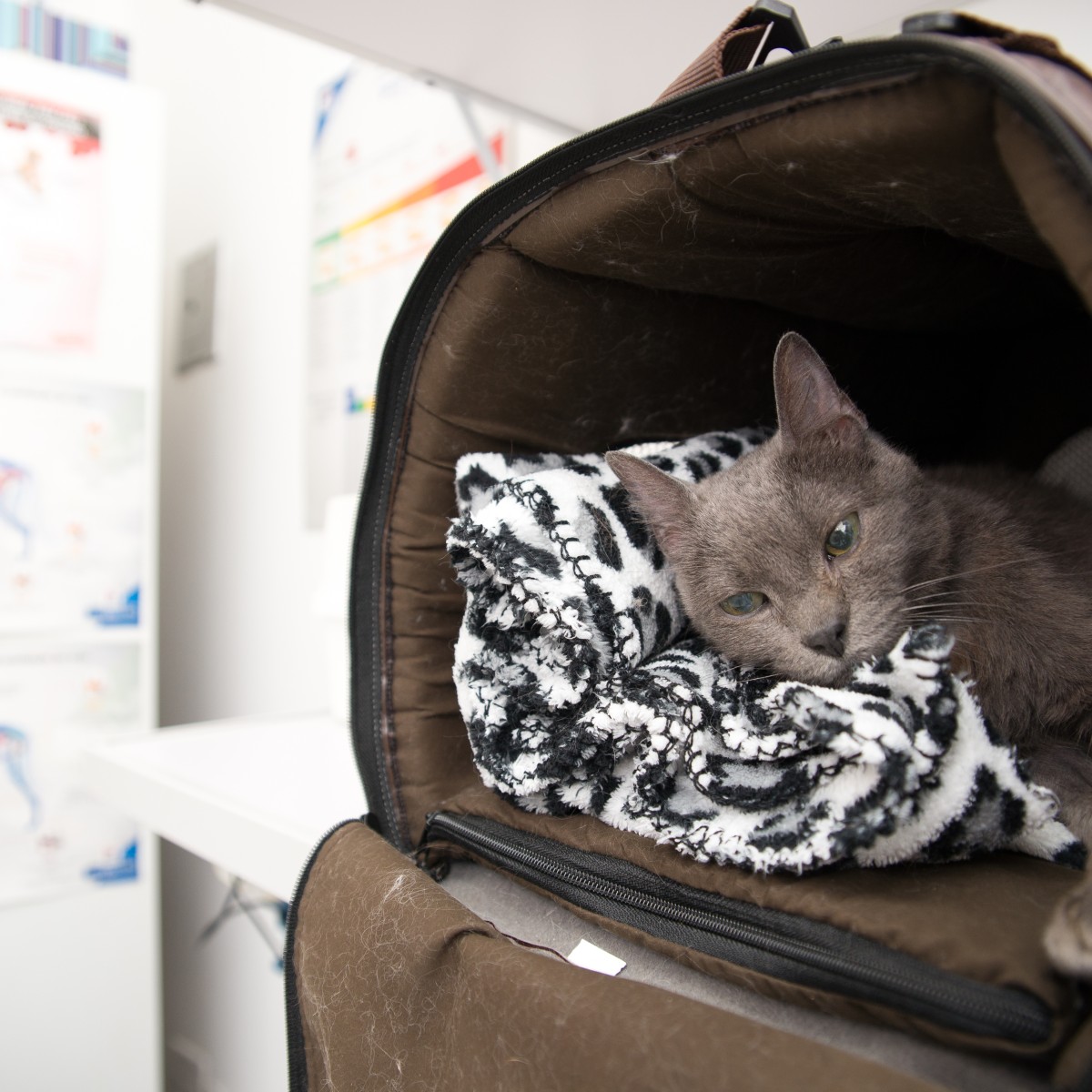 Saúde mental de pets: como identificar e tratar problemas emocionais