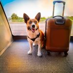 Vai viajar? Dicas para um ambiente seguro para seus pets