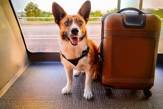 Vai viajar? Dicas para um ambiente seguro para seus pets