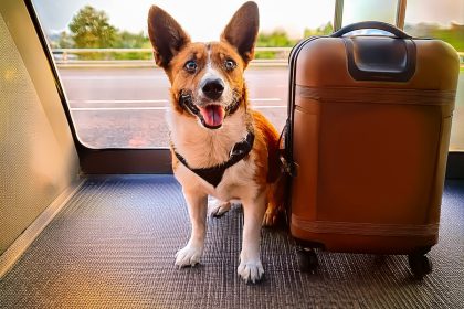 Vai viajar? Dicas para um ambiente seguro para seus pets