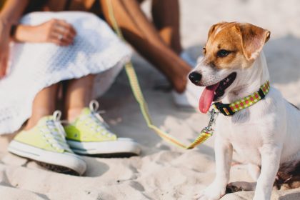 Verão e pets: cuidados essenciais com a saúde dos animais