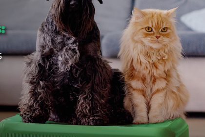 Vetnil®: dicas para viagens de férias tranquilas com pets