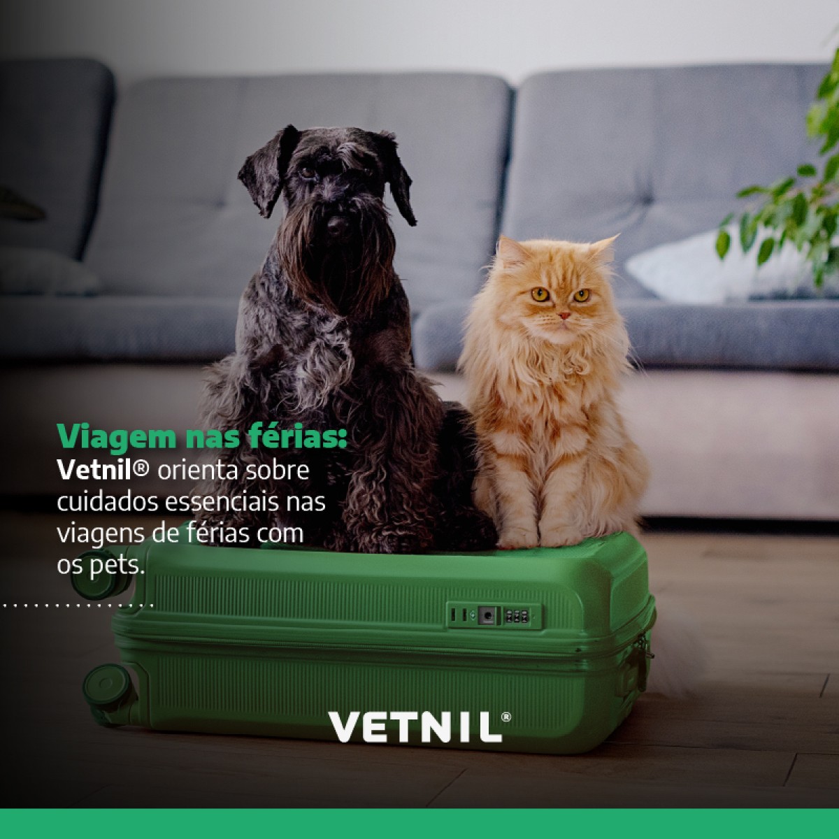 Viagem com pets: dicas da Vetnil para férias seguras