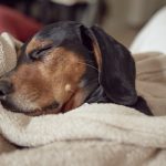 Bem-estar animal: dicas para um feriado tranquilo com seu pet