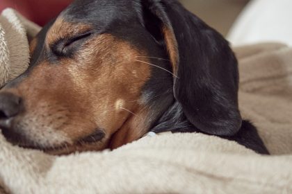 Bem-estar animal: dicas para um feriado tranquilo com seu pet