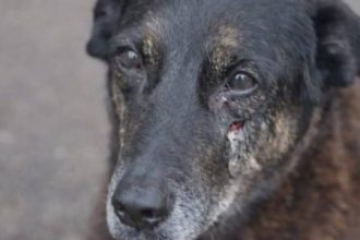 Cão Orelha: como escolas podem prevenir violência contra animais?