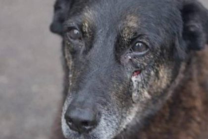 Cão Orelha: como escolas podem prevenir violência contra animais?