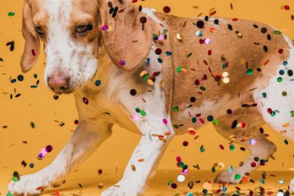 Carnaval: cuidados com a saúde animal em meio à folia