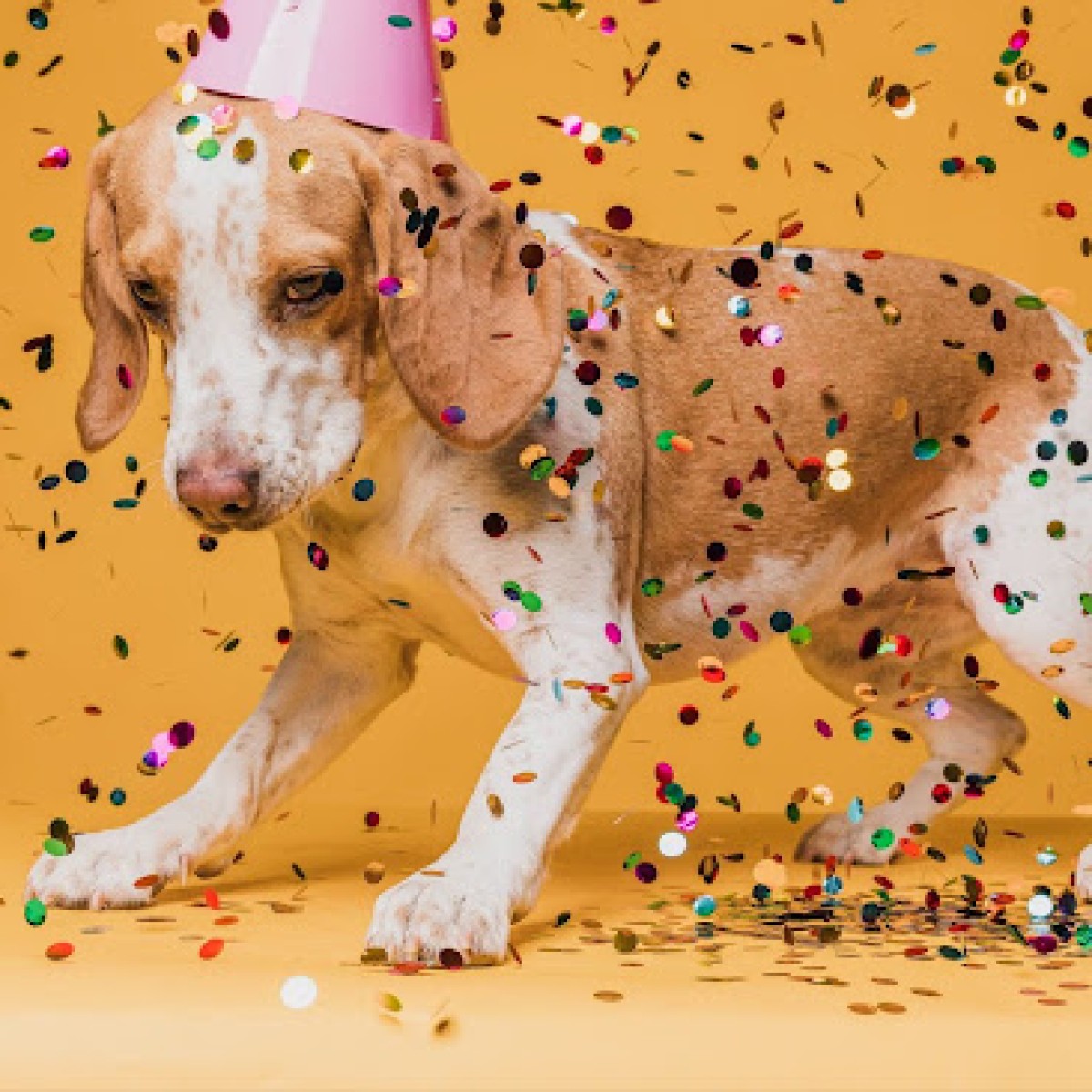 Carnaval: cuidados com a saúde animal em meio à folia